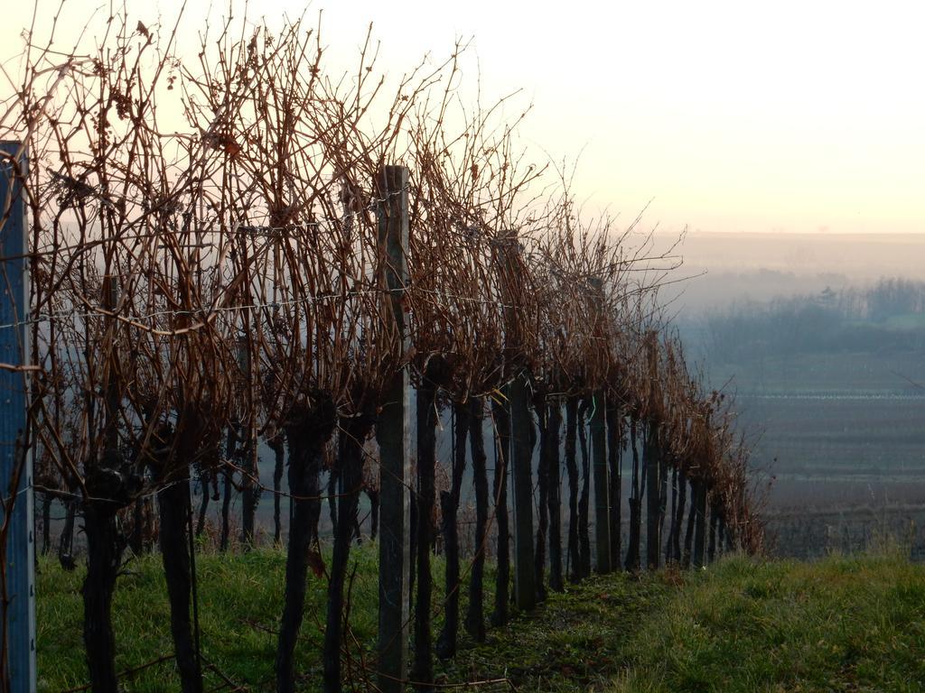 Pulkau Pension Rudi - Weingut Kellner酒店 外观 照片